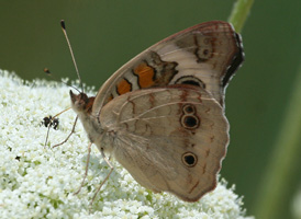 Common Buckeye